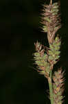 Buxbaum's sedge